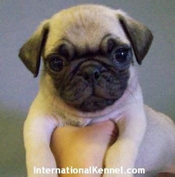 He is playful, super friendly and has an outgoing personality. Pug Puppies For Sale FOR SALE ADOPTION from East Meadow ...