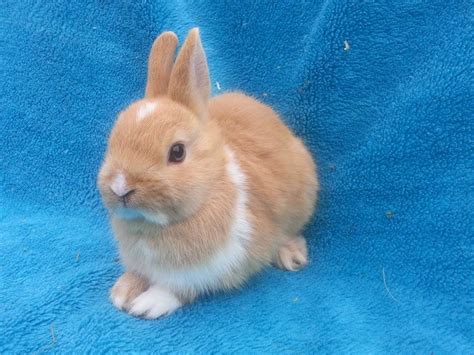 Common show rabbits, fit in show, due to small sizes. Beautiful baby Netherland dwarf rabbits | Kidderminster ...