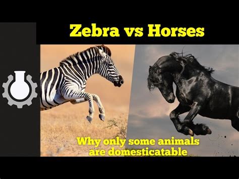 Many people look at zebras and think of them as striped horses. The Secret to Domestication - Something Cool