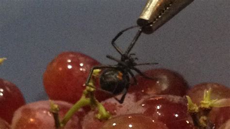 For more information and a video go to. Black widow spider found in grapes bought in Bucks County ...