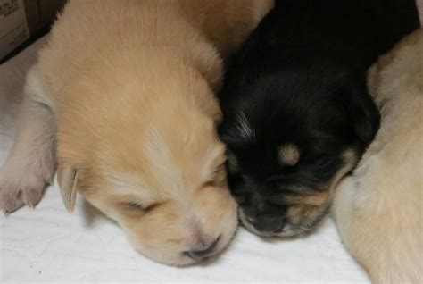 Golden Retriever Puppies Arkansas Adoption