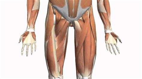 They originate at the ilium (upper part of the pelvis, or hipbone) and femur (thighbone), come together. Muscles of the Thigh and Gluteal Region - Part 2 - Anatomy ...