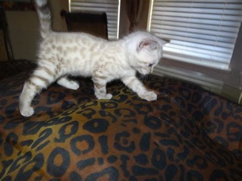 Best buy provides online shopping in a number of countries and languages. Handsome Snow Spotted Bengal Kittens for Sale in Choska ...