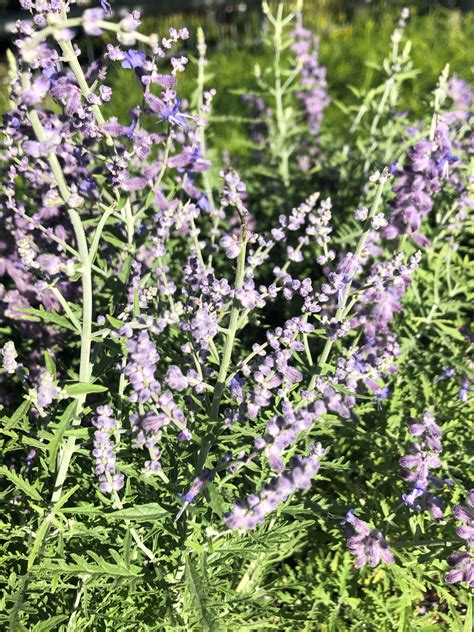 Buy Blue Jean Baby Russian Sage Plants Stadler Nurseries