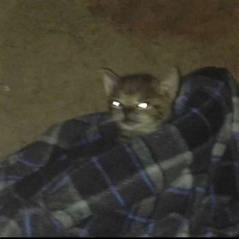 Cat In A Blanket Blank Template Imgflip