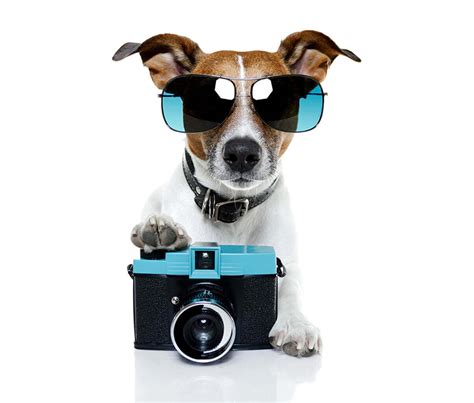 Sesiones Para Mascotas Captura Su Lado Animal Fotógrafos