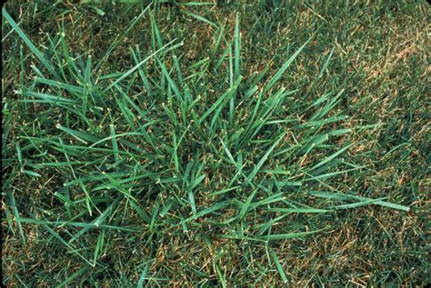 Festuca Arundinacea Calflora