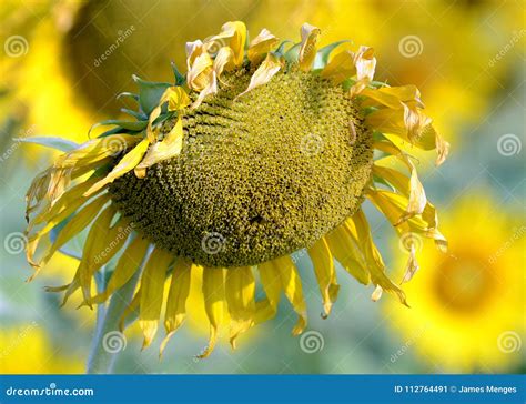 Dead Drooping Sunflower Stock Image Image Of Helianthus 112764491