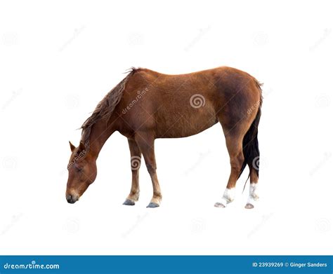 Single Brown Horse Grazing Isolated Clipping Path Royalty Free Stock