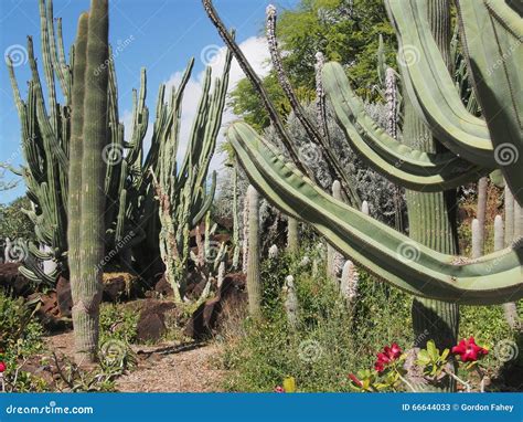 Tropical Cactus Garden Stock Image Image Of Thrives 66644033