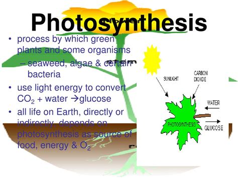 Ppt Photosynthesis Powerpoint Presentation Free Download Id1710862