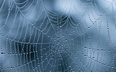 Spider Web Wallpaper Dew