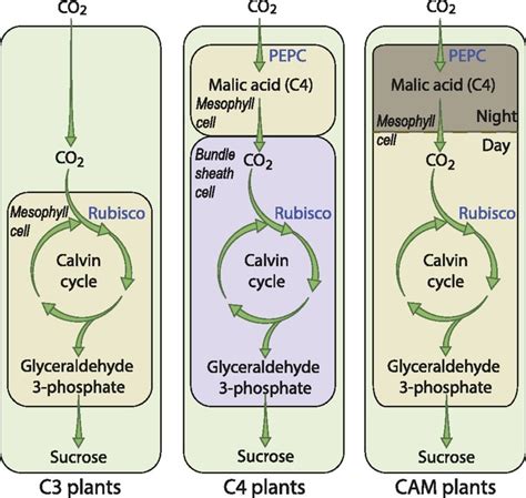 Photosynthesis And Climate Change Adaptation C3 C4 And Cam Plants