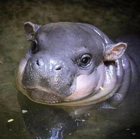 New Baby Hippo At The Toronto Zoo Aww