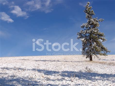 Lone Pine Tree On Snowy Hill Stock Photo Royalty Free Freeimages