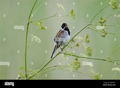 Reed Bunting Emberiza Schoeniclus Male Bird Holding Territory By