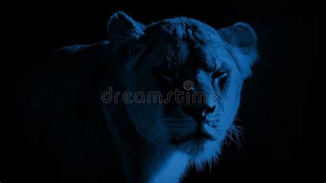 Lioness With Burning Bright Eyes At Night Stock Footage Video Of