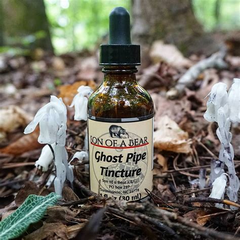 Ghost Pipe Tincture Sonofabear