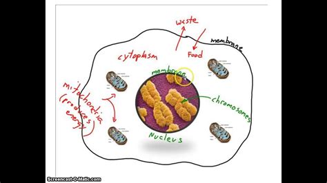 Bacteria Animal Plant Cells Youtube