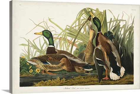 John James Audubon Ducks Birds Of North America 100 Cotton Fabric