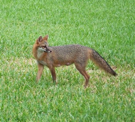 Florida Foxes A Gallery On Flickr