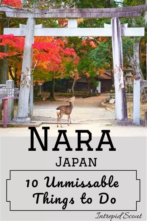 Top 10 Unmissable Things To Do In Nara Japan Intrepid Scout Japan