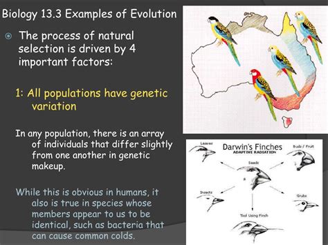 The Importance Of Biological Evolution Of Species