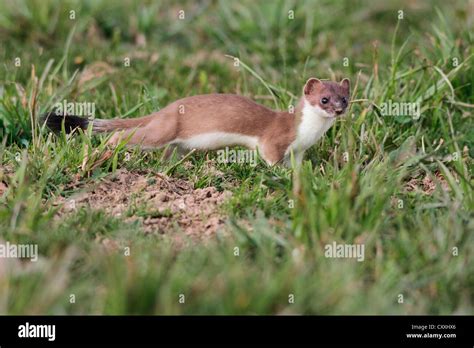 Ermine Stoat Mustela Erminea On Hi Res Stock Photography And Images Alamy