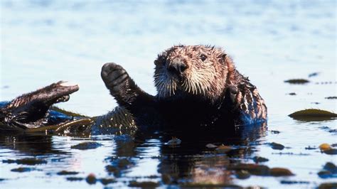 They have many names · 5. Giant River Otter Vs Sea Otter