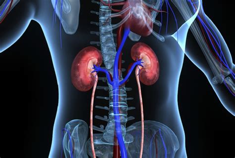 It occurs when the glomerular filtration rate drops to 15 or less. Rehabilitation Of Patients With End-Stage Renal Disease ...