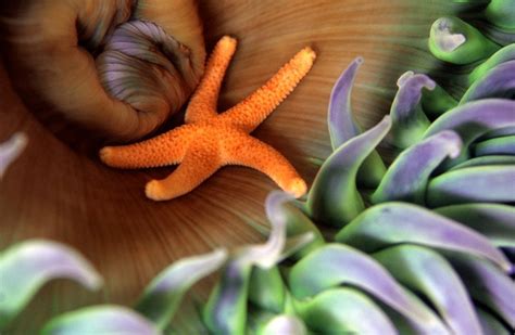 Tiny Starfish Home Smithsonian Photo Contest Smithsonian Magazine