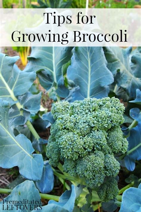 Tips For Growing Broccoli In Your Garden Including How To Grow Broccoli