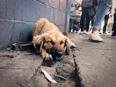 Balam Ha Carrillo On Instagram Sueño De Perrito Callejero