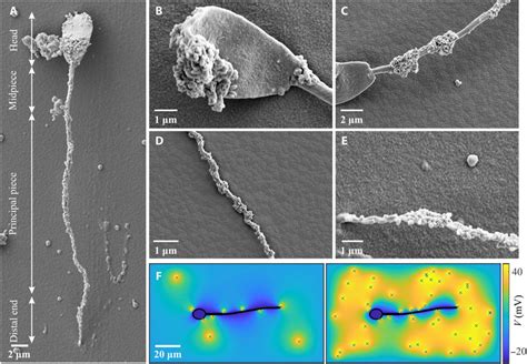 Ironsperm Sperm Templated Soft Magnetic Microrobots Science Advances