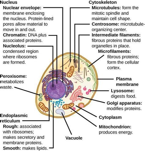 Observe Animal Cells And Identify Their Components Lab Manual For