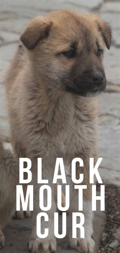 Black Mouth Cur Breed Information A Guide To A Versatile Dog 2022