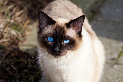 20 Things You Didnt Know About Siamese Cats