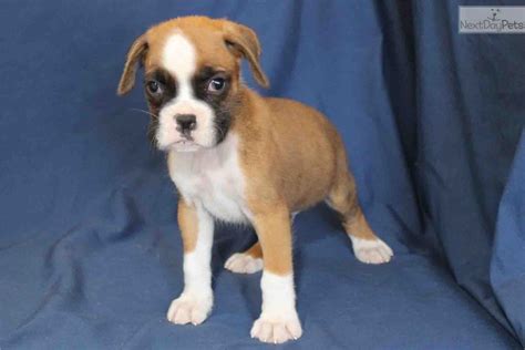 Uptown puppies doesn't just make it easy for good breeders to sell great dogs—we also make it easy for loving families to find the dog of their dreams. Baxter: Boxer puppy for sale near Louisville, Kentucky. | 35ff289c-3611