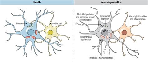 Neurodegeneration From Cellular Concepts To Clinical Applications