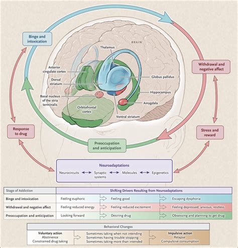 Neurobiologic Advances From The Brain Disease Model Of Addiction Nejm