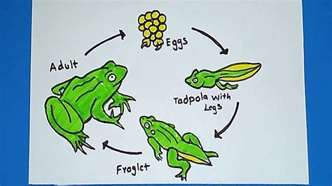 How To Draw Frog Life Cycle Of A School Project Youtube