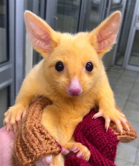 Australian Finds Real Life Pikachu In The Wild