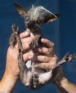 hunchbacked pooch quasi modo wins worlds ugliest dog contest daily mail