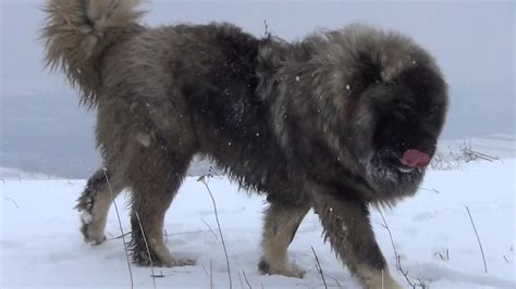 Best Original Caucasian Shepherd Ovcharka Dog Youtube