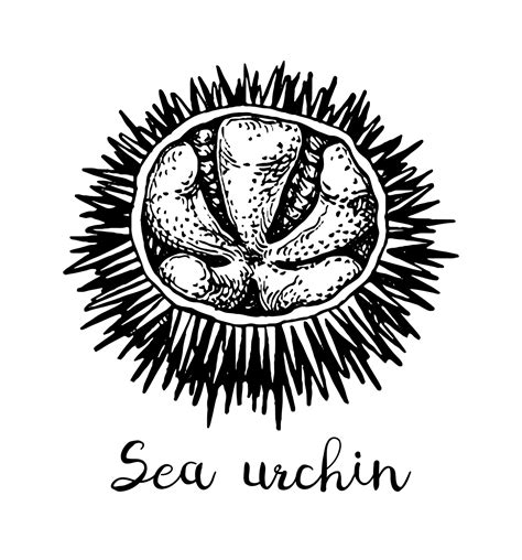 Sea Urchin Ink Sketch Of Seafood Hand Drawn Vector Illustration