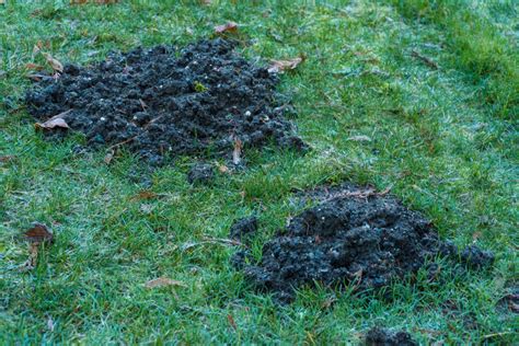 Do Rats Dig Holes In Your Lawn A Pictures Of Hole 2018