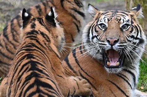 Sumatran Tiger Captured In Indonesia After Second Human Attack The Star