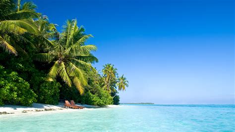 Maldives Tropical Beach Palm Trees Summer Heat Wallpaper