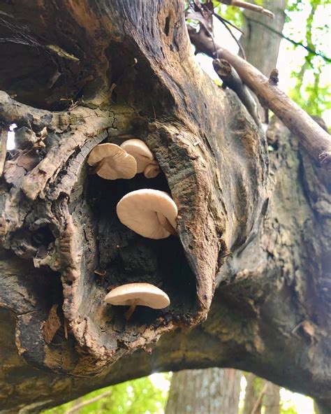 Hidden Little Mushroom Nuggets In Columbus Ohio Mushrooms Fungi