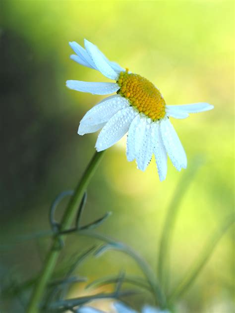 Free Images Nature Grass Blossom Meadow Sunlight Leaf Flower